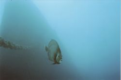 Gray Angel @ 130' near the bow of the Spiegle Grove Key L... by Michael Sacito 